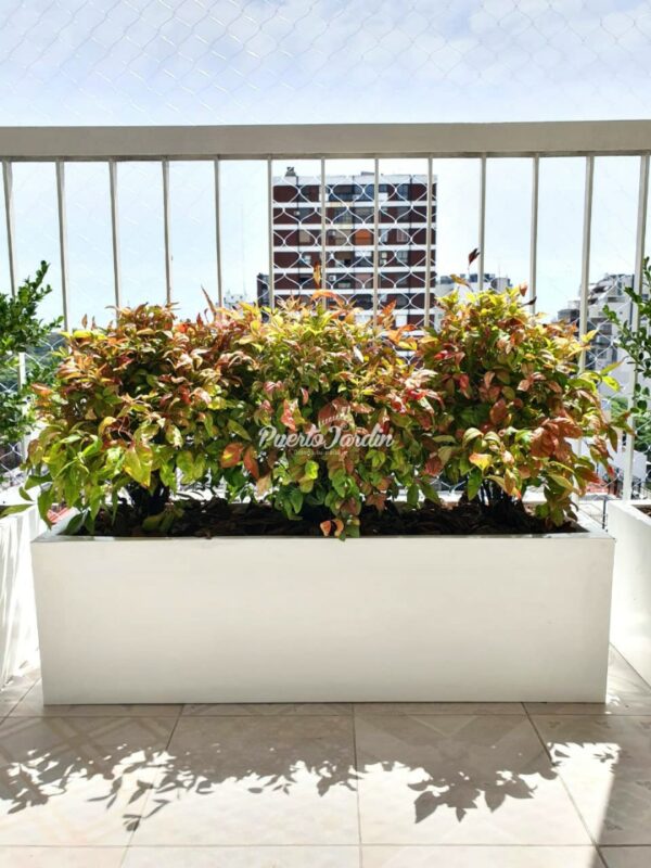 Maceta jardinera 100x30x30cm + Nandina FirePower