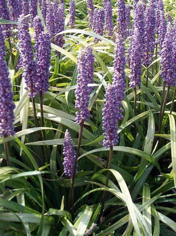 Liriope Muscari, 3lts