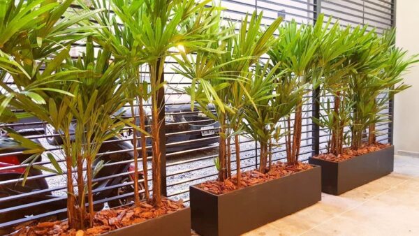 Maceta jardinera 100x30x30cm + Raphis