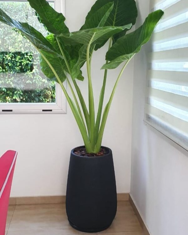 Maceta Malbec 36x66cm + Alocasia (Oreja de Elefante)