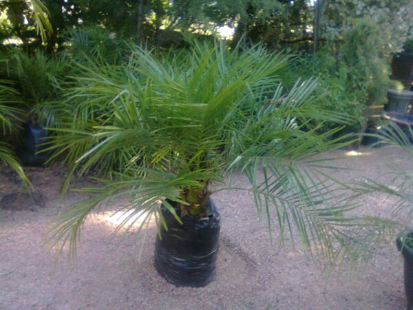 Phoenix robelenii (10 lts) - Imagen 2