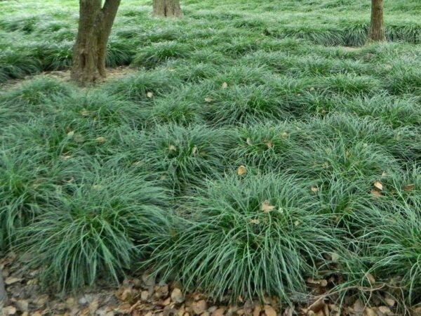 Pasto Inglés (Ophiopogon Japonicus) - Imagen 2