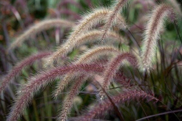 Pennisetum Rubra - Cola de Zorro 3 LTS