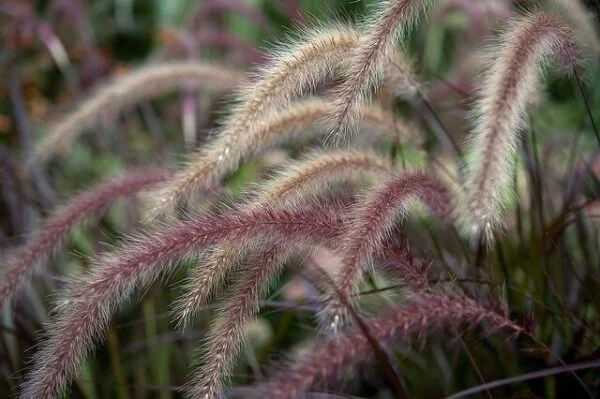Pennisetum Rubra - Cola de Zorro 3 LTS