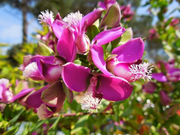 Polygala - Polygala myrtifolia 3 LTS