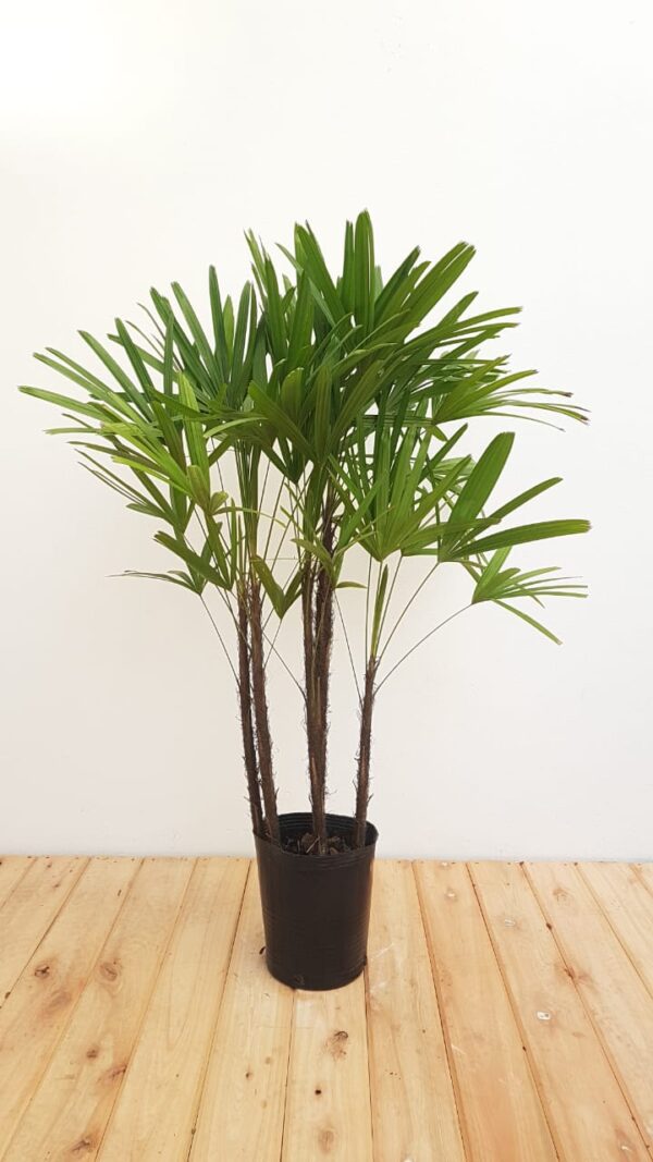 Raphis Excelsa, 7lts