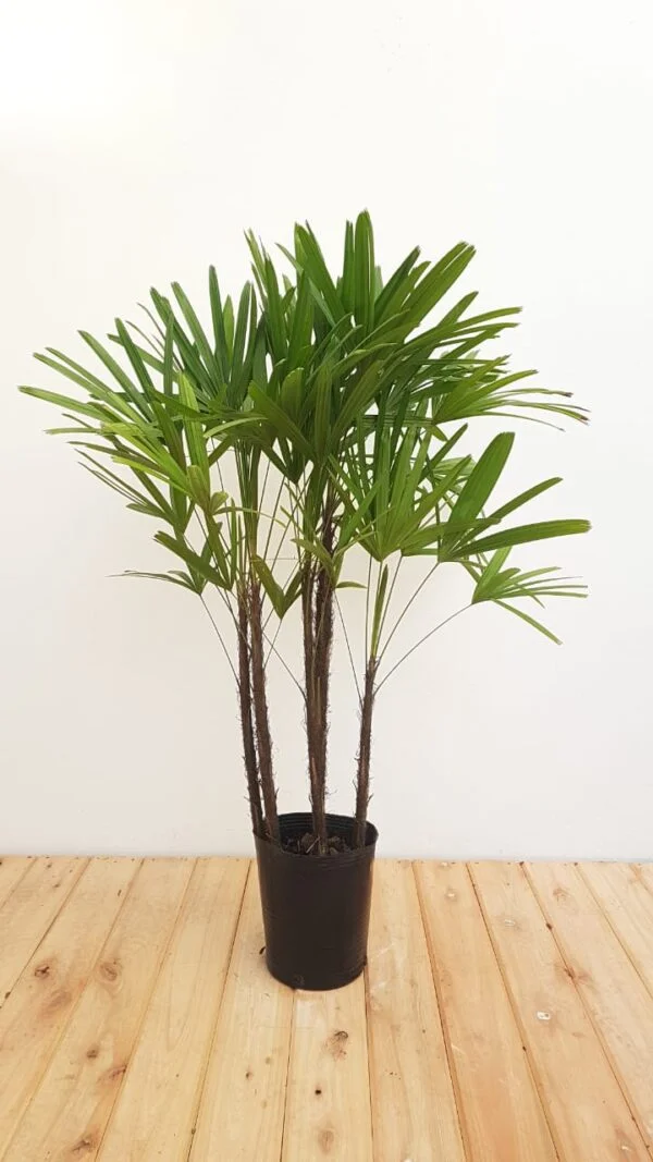 Raphis Excelsa, 7lts