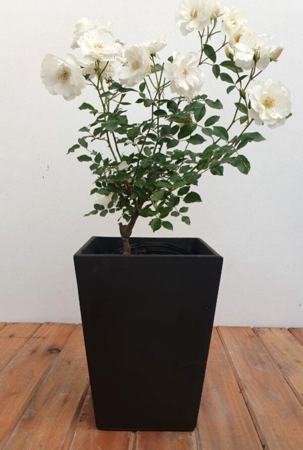 Maceta piramidal 30x40cm + Rosal Iceberg