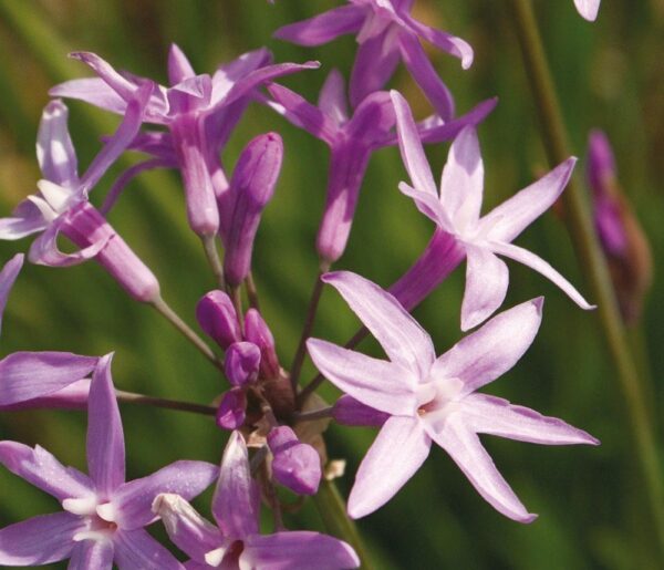 Tulbaghia Violacea 3 LTS