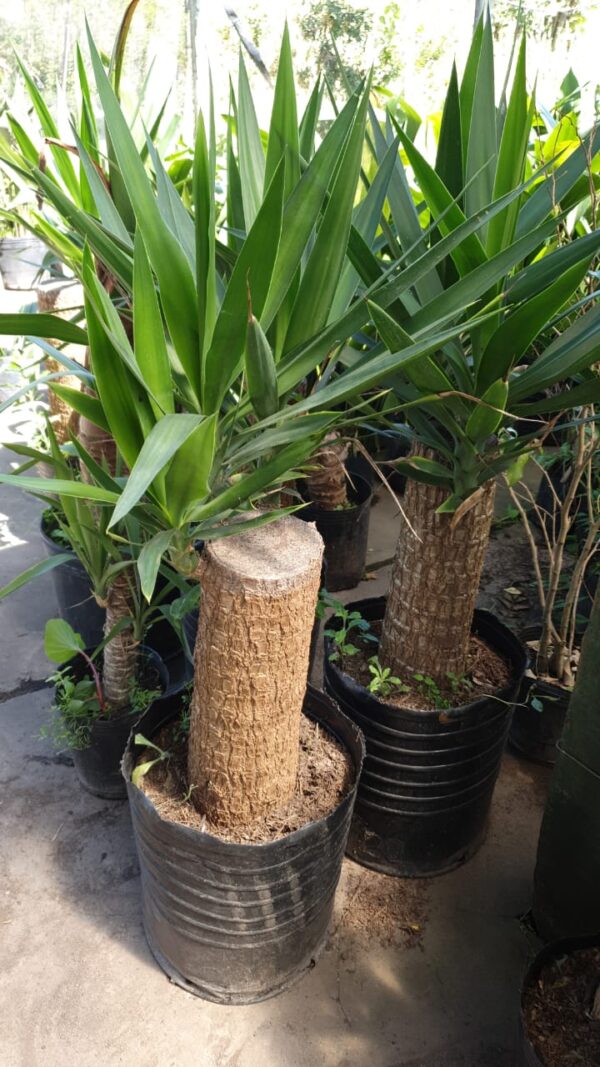 Yuca (10 LTS)