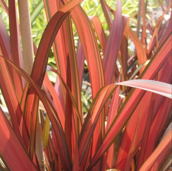 Phormio Rubra 4 LTS