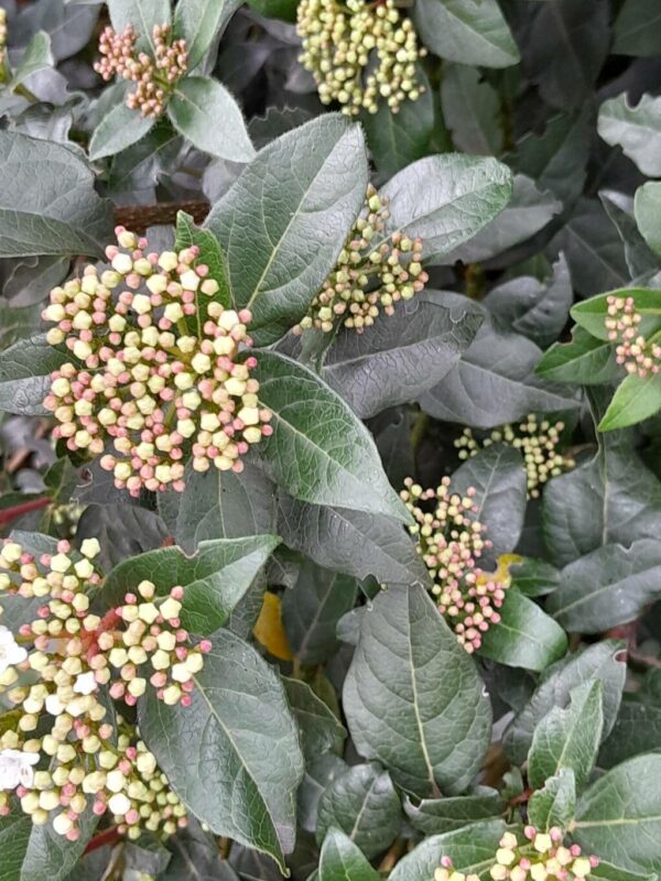Laurentino - Viburnum Tinus 4 LTS - Imagen 2