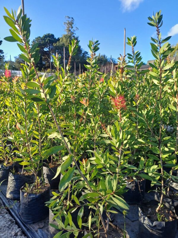 Callistemon 3 LTS