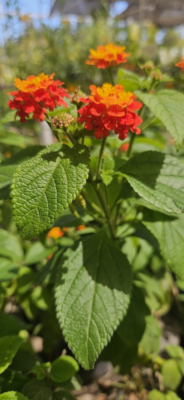 Lantana 10 LTS - Imagen 2