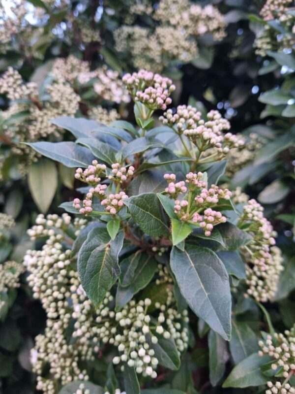 Laurentino - Viburnum Tinus 4 LTS