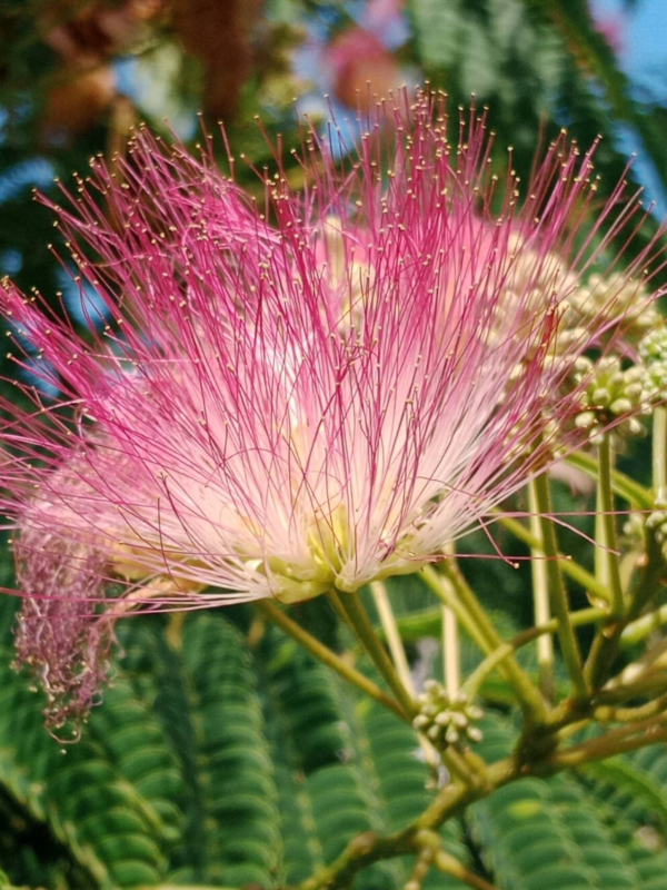 Acacia de Constantinopla 15 LTS