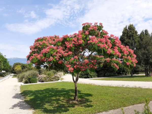 Acacia de Constantinopla 15 LTS - Imagen 2