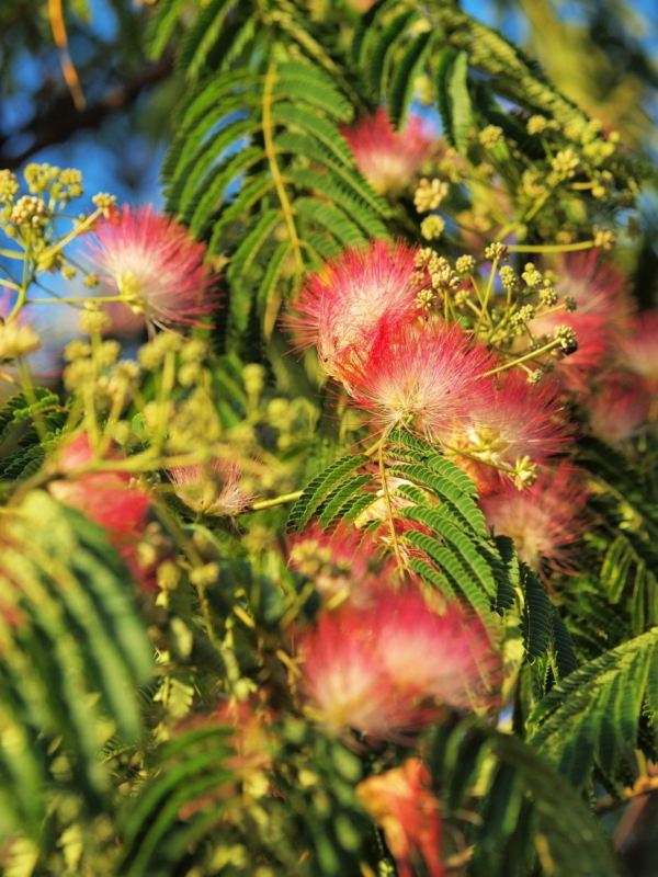Acacia de Constantinopla 15 LTS - Imagen 3