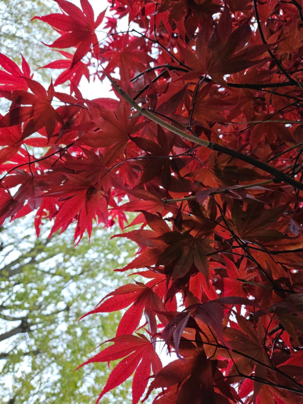 Acer Palmatum Atropurpureum 3 LTS