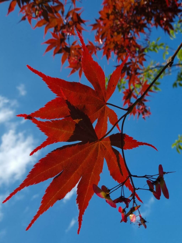 Acer Palmatum Atropurpureum 3 LTS - Imagen 2