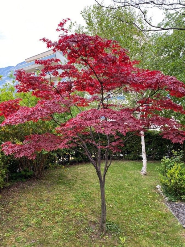 Acer Palmatum Atropurpureum 3 LTS - Imagen 3