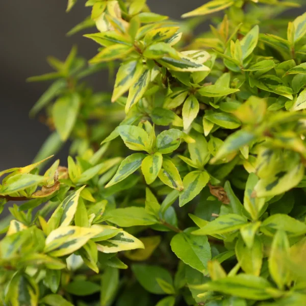 Abelia Grandiflora Dorada 4 LTS