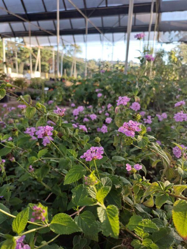 Lantana Rastrera Rosa 10 LTS - Imagen 2