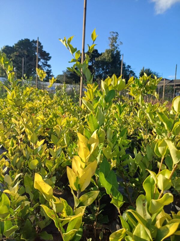 Olea Texana Aurea 4 LTS