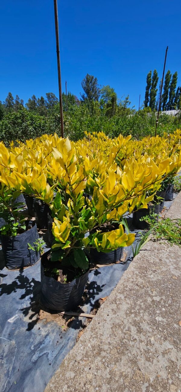 Olea Texana Aurea 4 LTS - Imagen 2