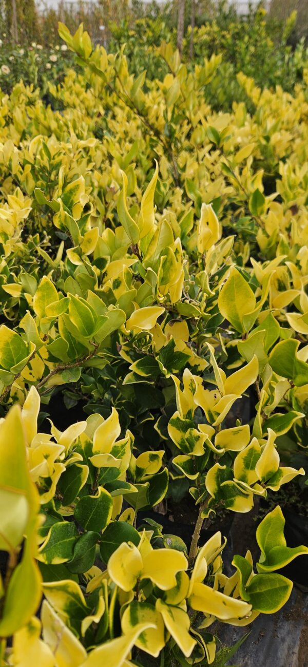 Olea Texana Aurea 4 LTS - Imagen 3
