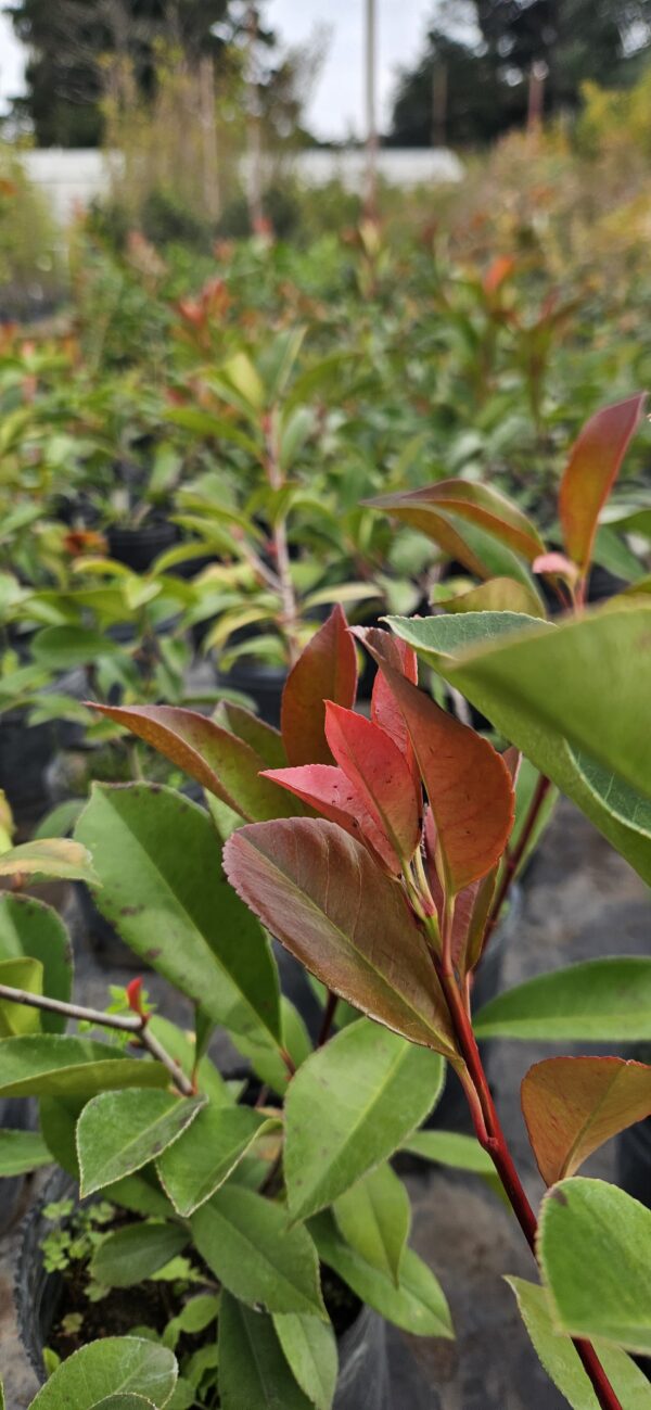 Photinia 3 LTS