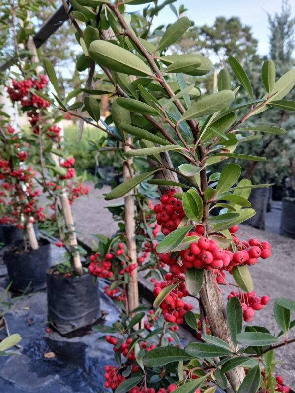 Crataegus