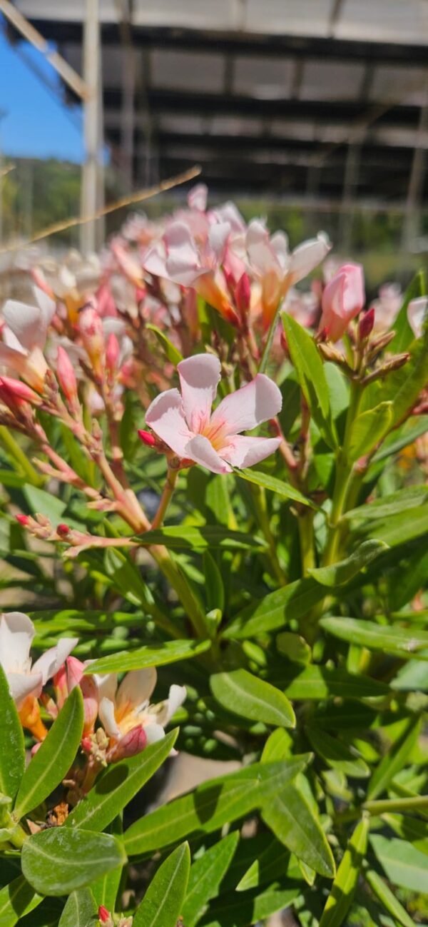 Laurel de Flor 7 LTS