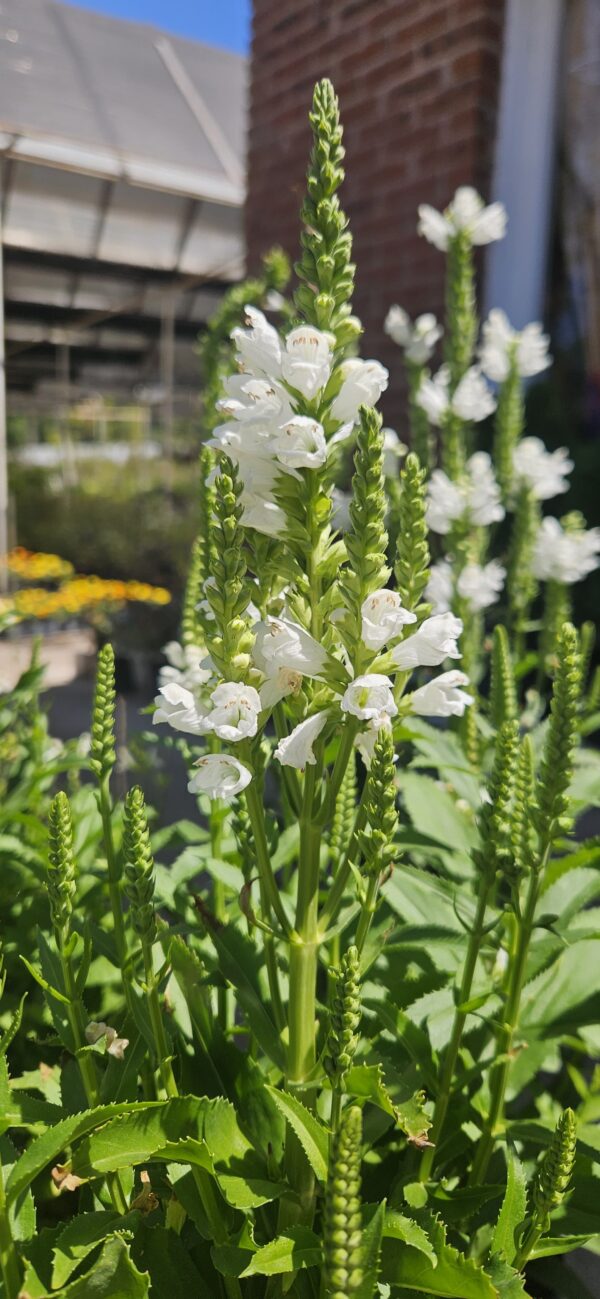 Physostegia 3 LTS