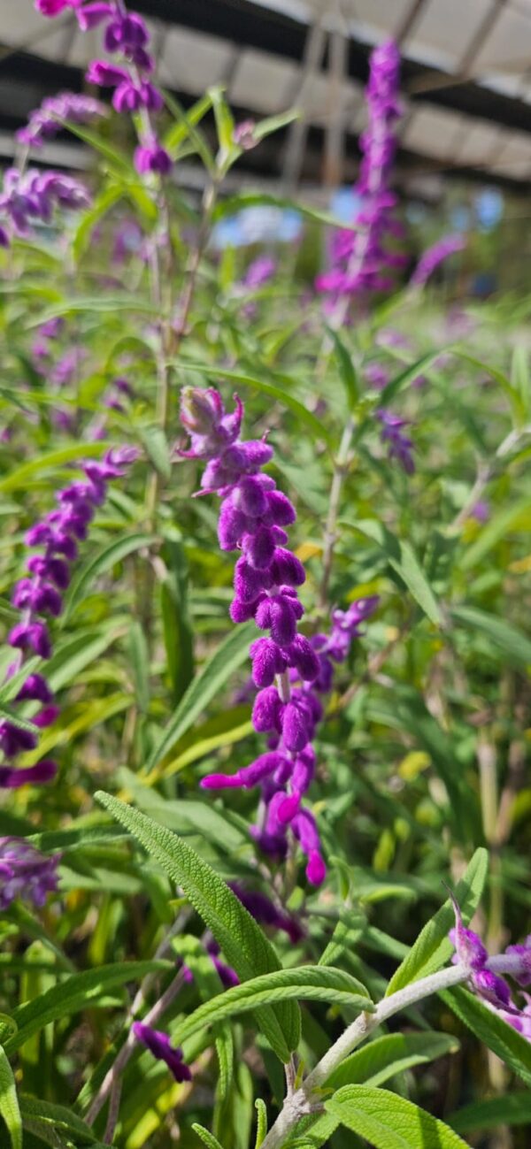 Salvia Leucantha 3 LTS