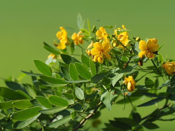 Acacia Corymbosa 10 LTS