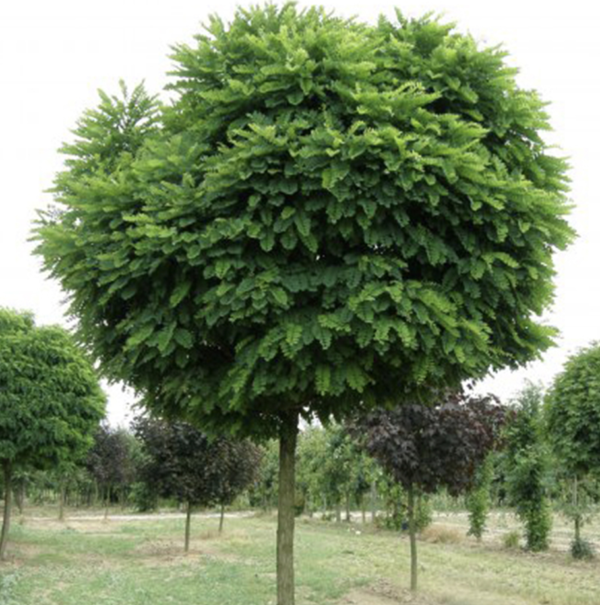 Acacia Globosa 10 LTS