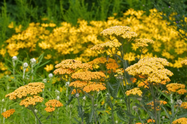 Achillea 3 LTS