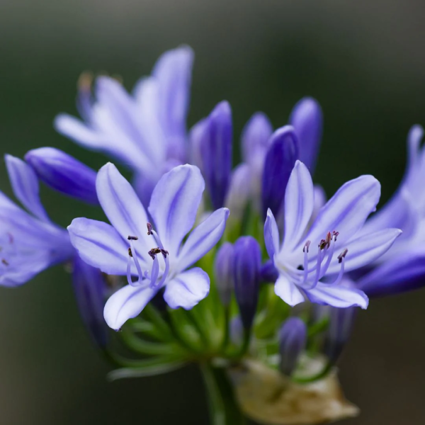 Agapanthus Enano M12