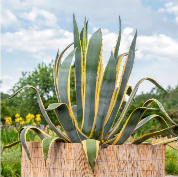 Agave 4 LTS