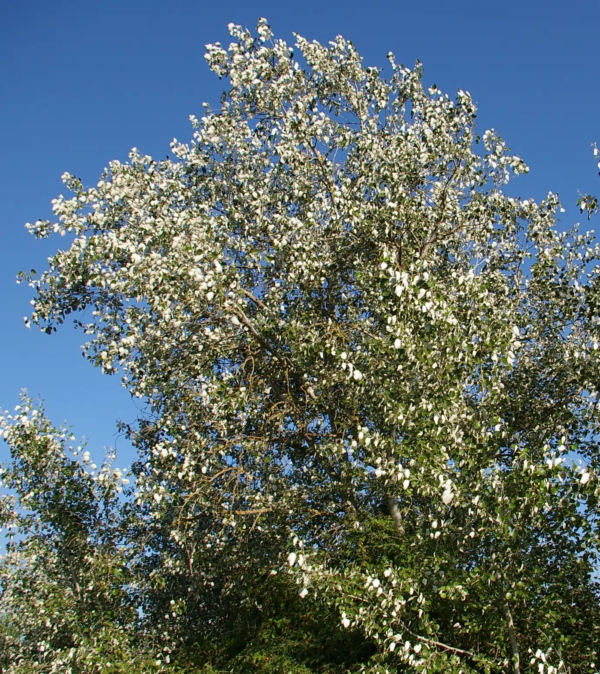 Álamo Blanco 8 LTS