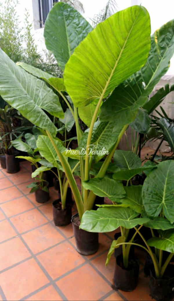 Alocasia 4 LTS