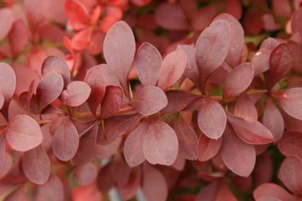 Berberis 7 LTS