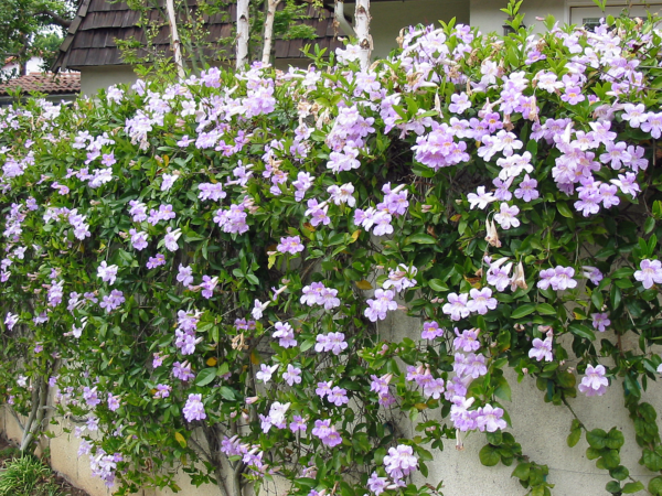 Bignonia del Monte