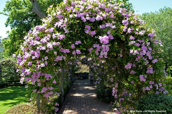 Bignonia del Monte - Imagen 2
