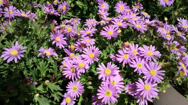 Brachyscome 3 LTS