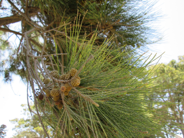 Casuarina Grande 4 LTS