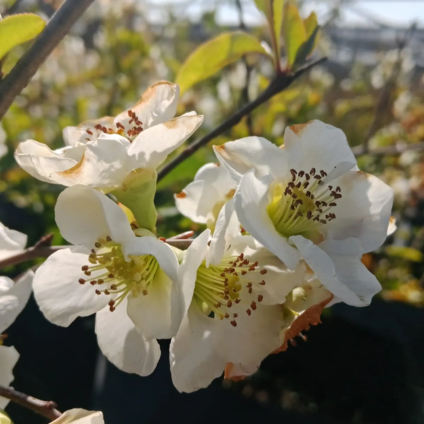 Cidonia Japónica Blanca 10 LTS
