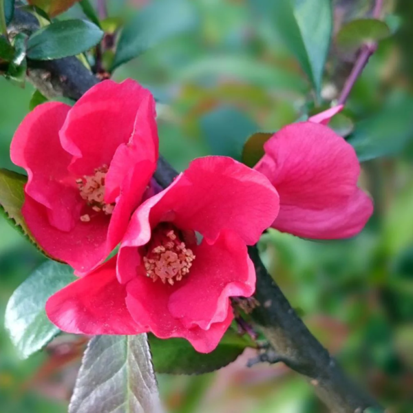 Cidonia Japónica Rosa 7 LTS