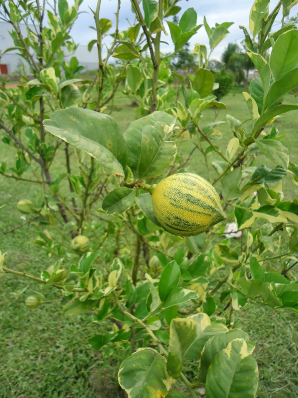 Limón Pink Variegado